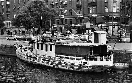 Svan vid Strandvgskajen, Stockholm 1977-08-20